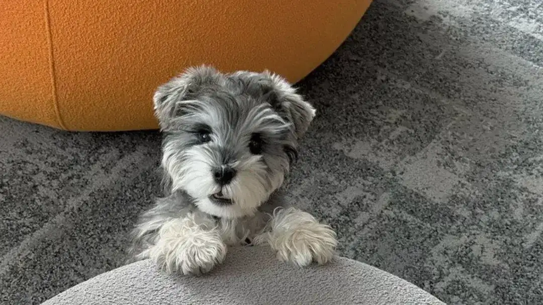 JD Gaming mascote oficial time LoL: conheça Duobao, o cãozinho viral